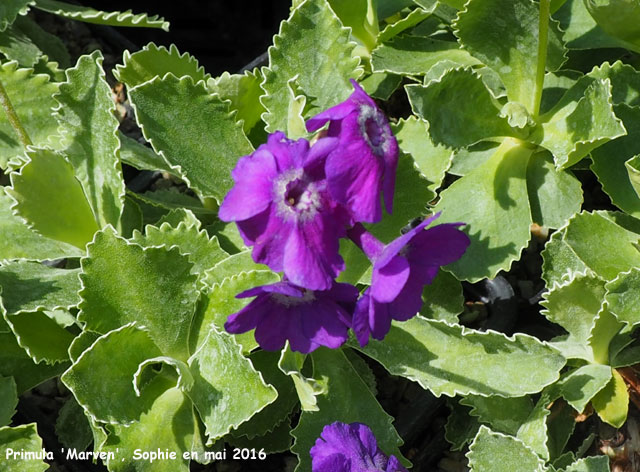 Primula 'Marven'