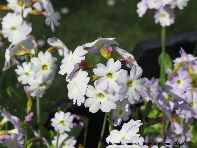 Primula munroi