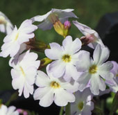 Primula munroi