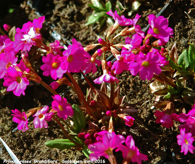 Primula rosea 'Grandiflora'