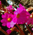 Primula rosea 'Grandiflora'