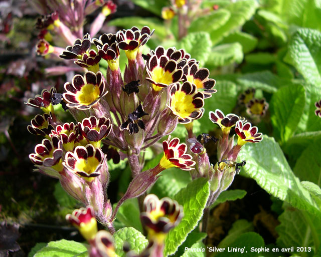 Primula 'Silver Lining'
