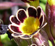 Primula 'Silver Lining'