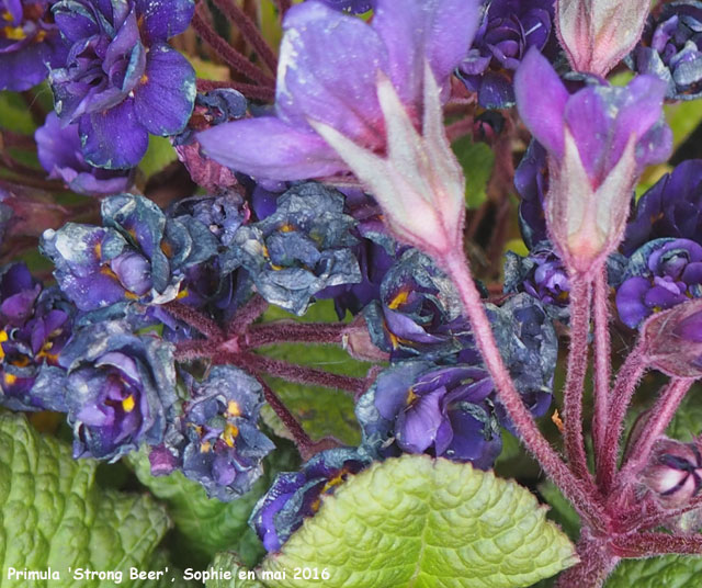 Primula 'Strong Beer'