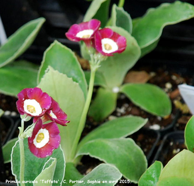 Primula auricula 'Taffeta'