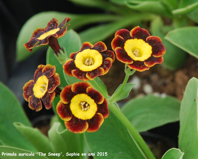 Primula auricula 'The Sneep'