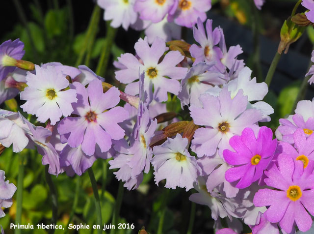 Primula tibetica