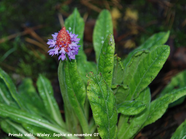 Primula vialii