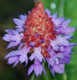 Primula vialii