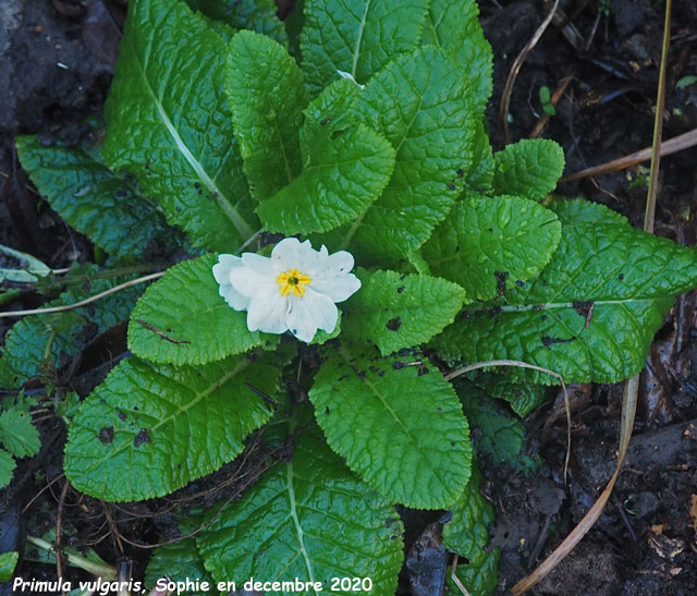 Primula vulgaris