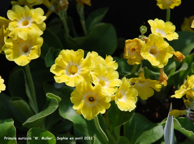 Primula 'W. Muller'