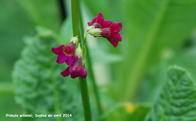 Primula wilsonii