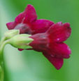 Primula wilsonii