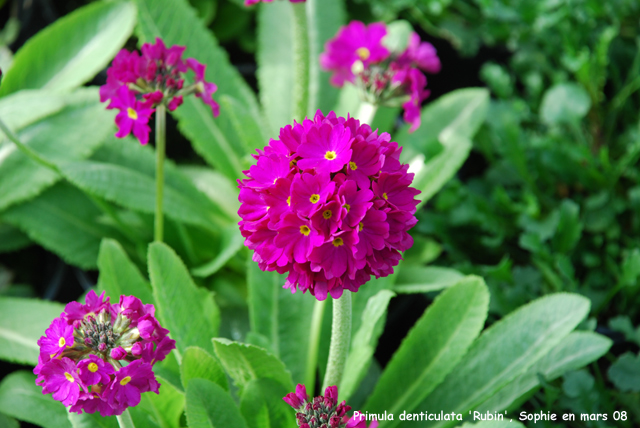 Primula denticulata 'Rubin'