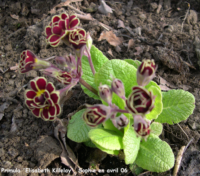 Primula 'Elizabeth Killelay'