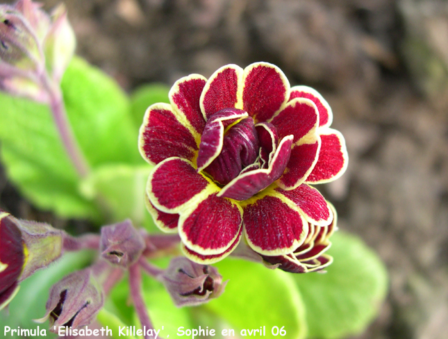 Primula 'Elizabeth Killelay'