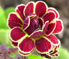 Primula 'Elizabeth Killelay'