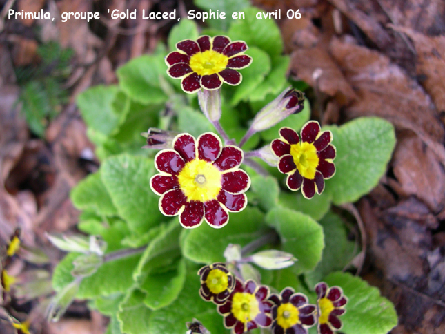 Primula groupe 'Gold Laced'