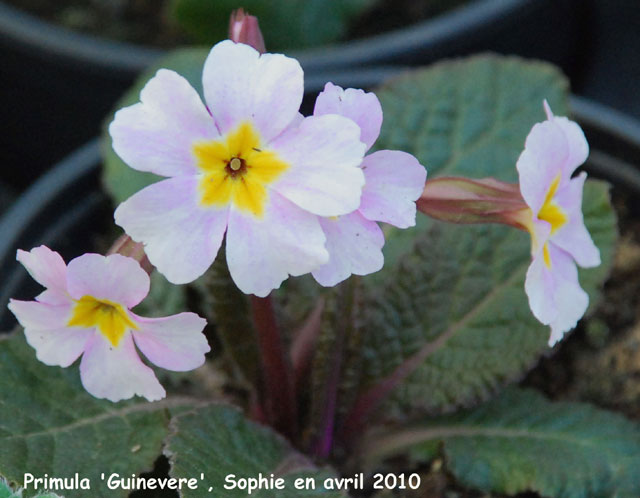 Primula 'Guinevere'