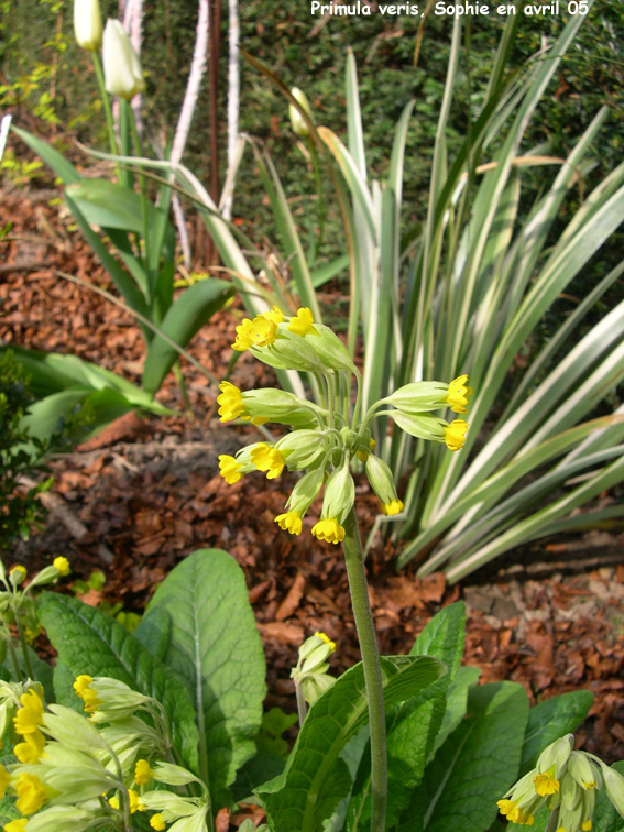 Primula veris