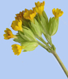 Primula veris