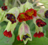 Primula veris 'Sunset Shades'