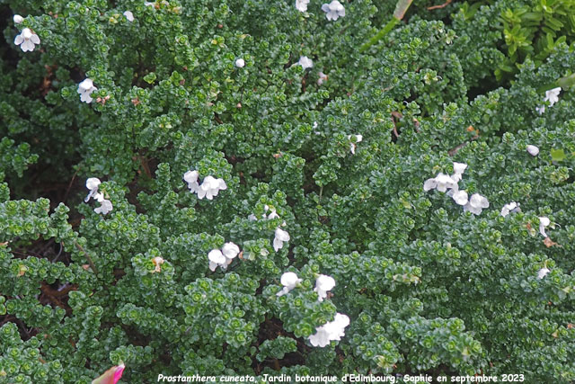 Prostanthera cuneata