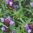 Prunella grandiflora 'Freelander Blue'