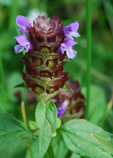 Prunella vulgaris