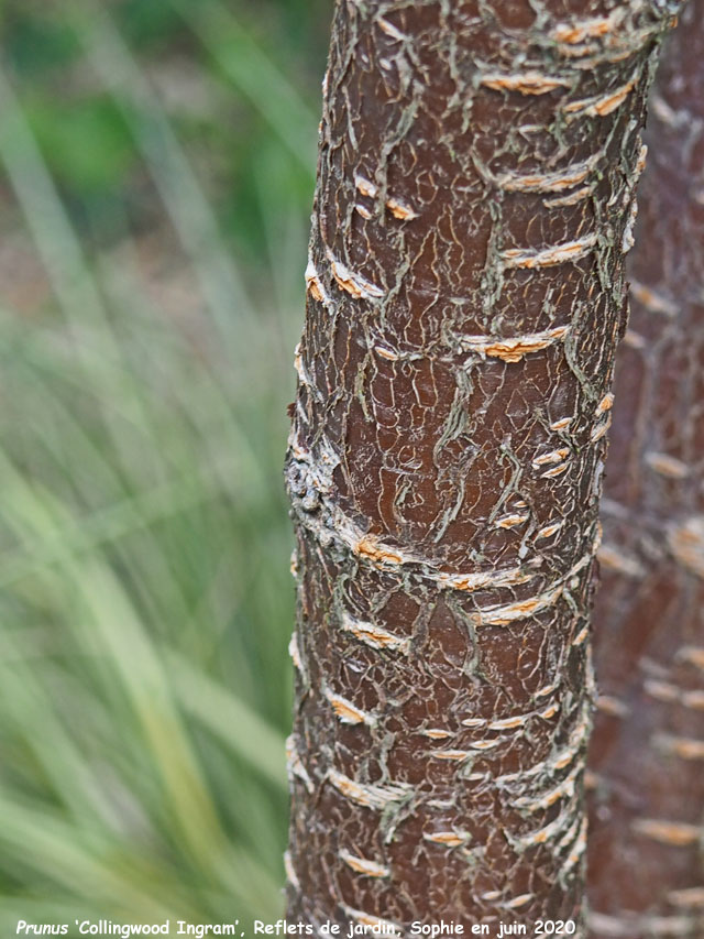 Prunus 'Collingwood Ingram'