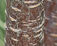 Prunus 'Collingwood Ingram'