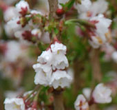 Prunus incis 'Kojo-no-mai'