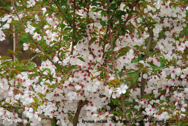 Prunus incisa 'The Bride'