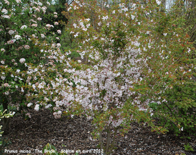 Prunus incisa 'The Bride'