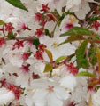 Prunus incisa 'The Bride'