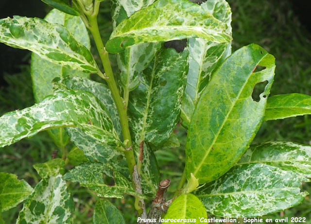Prunus laurocerasus 'Castlewellan'