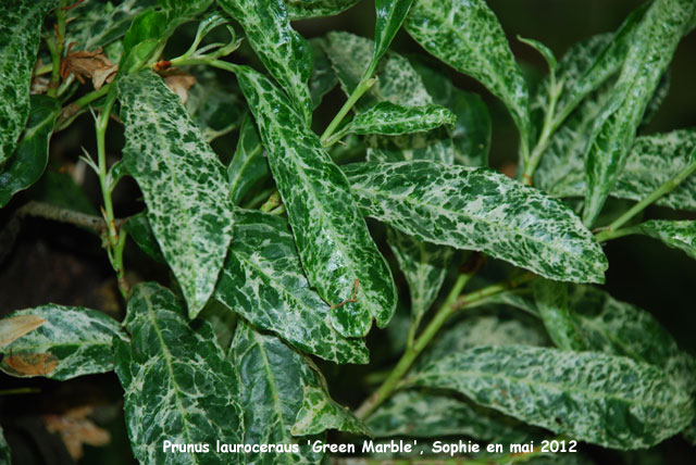 Prunus laurocerasus 'Green Marble'