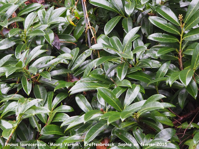 Prunus padus 'Mount Vernon'