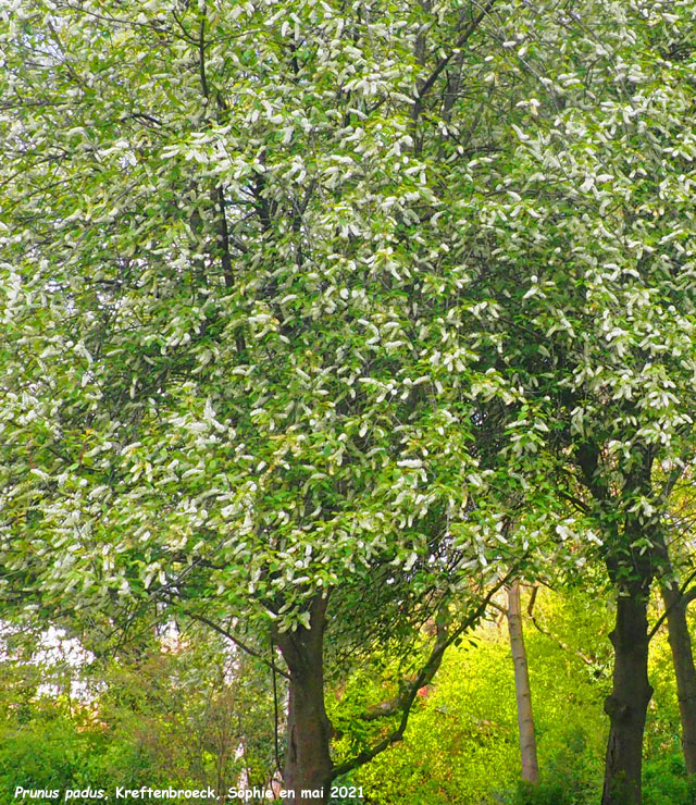 Prunus padus