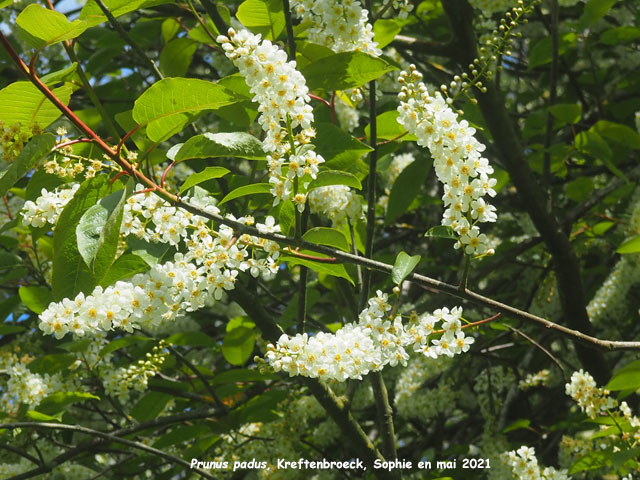 Prunus padus