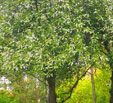 Prunus  padus