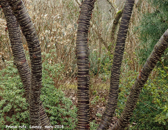 Prunus rufa