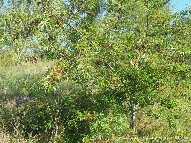 Prunus serotina