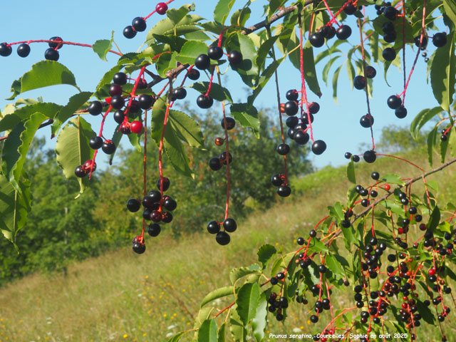 Prunus serotina