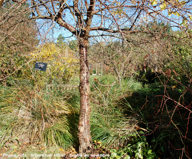 Prunus rufa