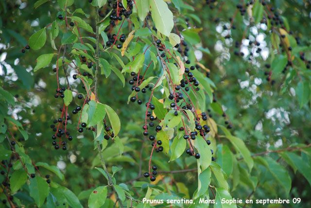 Prunus serotina