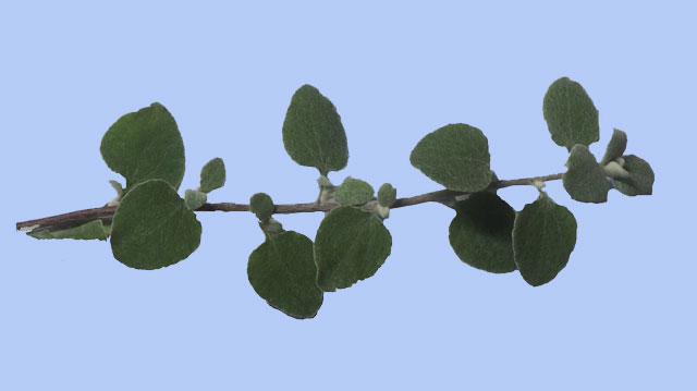 Pseudodictamnus mediterraneus