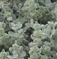Pseudodictamnus mediterraneus 'Compact Form'