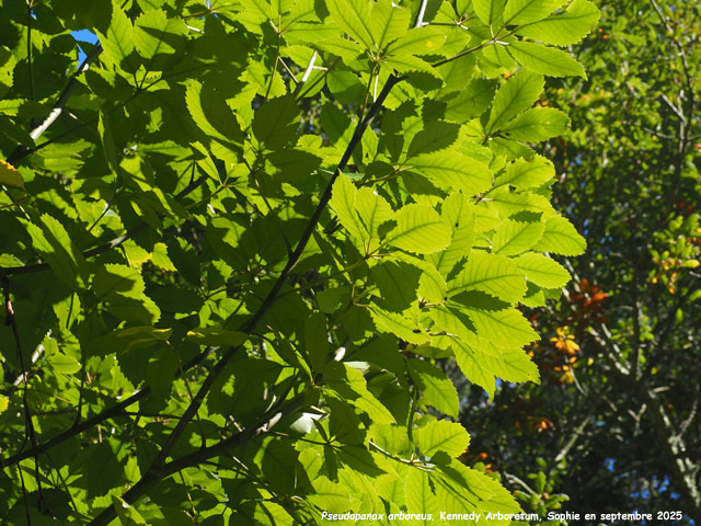 Pseudopanax arboreus