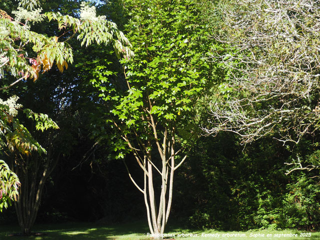 Pseudopanax arboreus